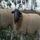 Mouton, image du dataset en 40 × 40 pixels