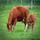 Vache, image du dataset en 40 × 40 pixels